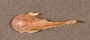 Pseudancistrus carneguiei FMNH 58351 1of5 dorsal a